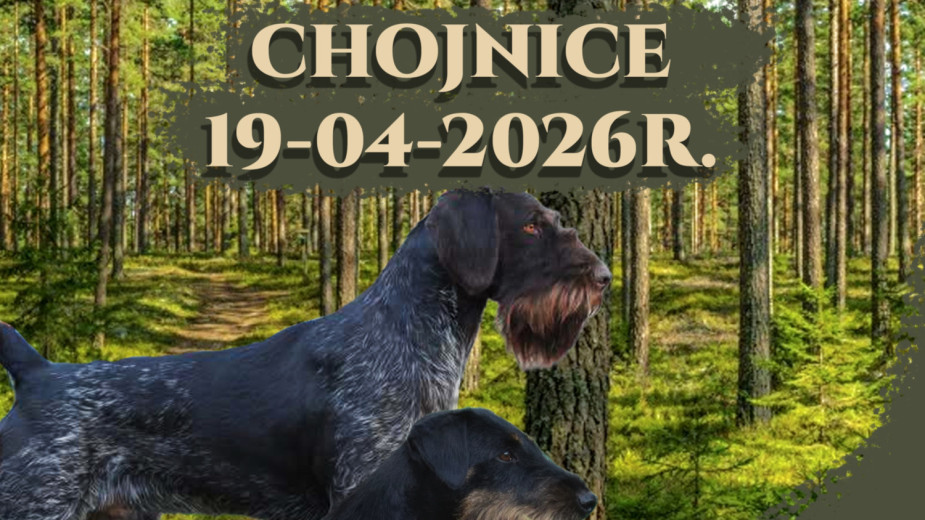 W niedzielę 19.04 w Chojnicach Krajowa Wystawa Psów Ras Myśliwskich. Zgłoszono blisko 200 czworonogów