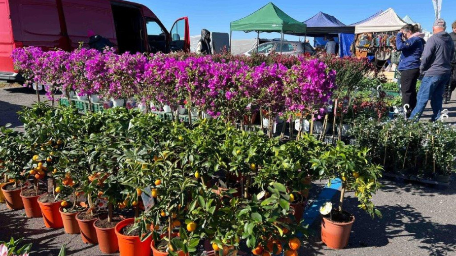 Ponad 200 stoisk na dawnym lotnisku. W ten weekend w Sąpolnie, w gminie Przechlewo, odbędzie się 6. edycja Wiosennych Targów Ogrodniczych