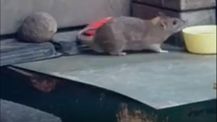 Szczurzy problem na ul. Budowlanych w Chojnicach. Spółdzielnia Mieszkaniowa zareagowała po sygnałach lokatorów WIDEO