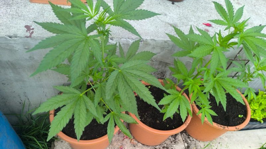 Narkotykowa plantacja w Czersku. Policja zatrzymała 42-latka. "Rośliny zostały zabezpieczone do dalszych badań"