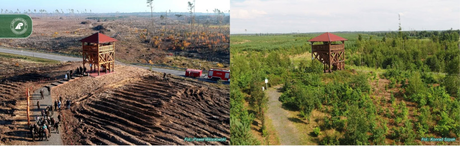 Dzisiaj (11.08) rocznica tragicznej nawałnicy w naszym regionie. Leśnicy z nadzieją patrzą na odradzający się las
