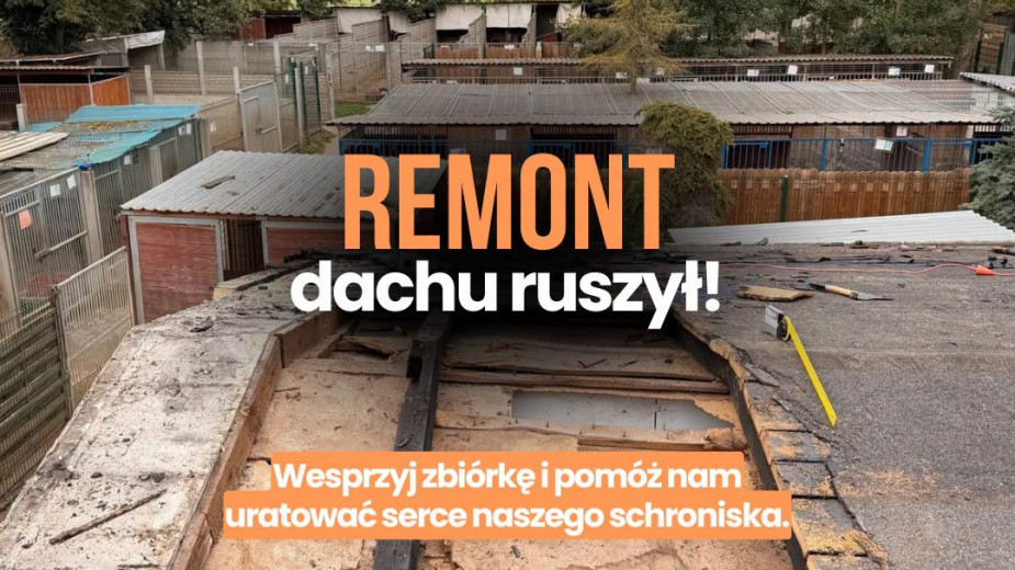 Schronisko dla Zwierząt w Kościerzynie zbiera środki na remontu budynku, w którym mieści się ambulatorium