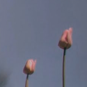 FLOWERS - (MILEY CYRUS)