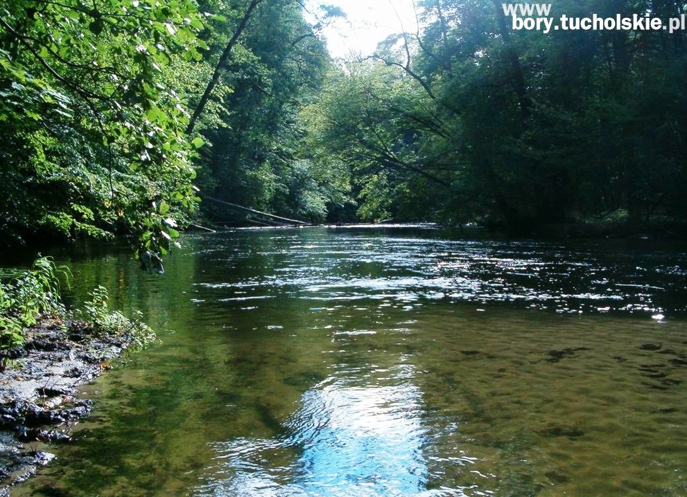 &bdquoBory Tucholskie&rdquo - Rezerwatem Biosfery