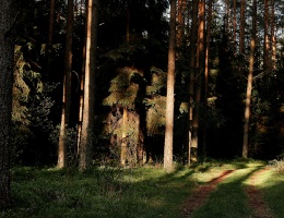 Fototropizm