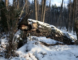 Gdzie śpią owady