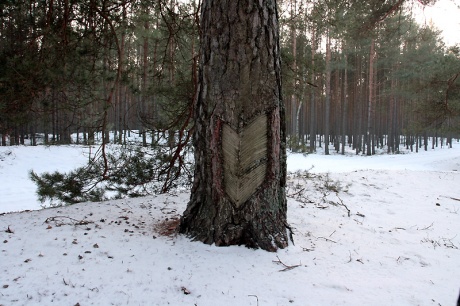 Dziwne ślady na drzewach, czyli spały