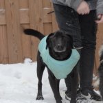 fot. nadesłane/ Schronisko dla Zwierząt w Kościerzynie