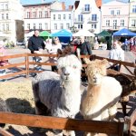 fot. Stanisław Kamiński