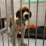 fot. Fundacja "Animalsi" Schronisko dla Zwierząt w Kościerzynie