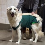 fot. Fundacja "Animalsi" Schronisko dla Zwierząt w Kościerzynie