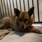 fot. Fundacja "Animalsi" Schronisko dla Zwierząt w Kościerzynie
