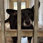 fot. Fundacja "Animalsi" Schronisko dla Zwierząt w Kościerzynie
