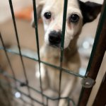 fot. Fundacja "Animalsi" Schronisko dla Zwierząt w Kościerzynie