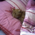 Micek