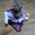 Micek