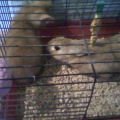 Micek