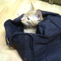 Micek