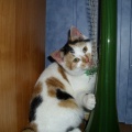 Lusia