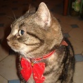 Maja