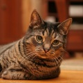 kot Feliks