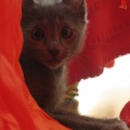 Leonid