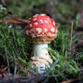 fot. Zbigniew Prochowski/fotokom&oacute;rka