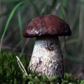 fot. Zbigniew Prochowski