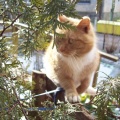  Sabina