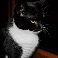 Pola. Fot. Judyta (Chojnice)