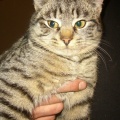 Kicia fot.  magda srebnicka (obkas)