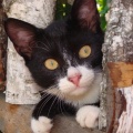 Zorro, fot. Adaś (Tuchola)