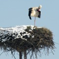 Fot.: Jolanta Bork