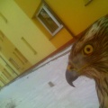 Fot.: Janina Zygmańska