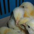Fot. Sławomir Knut 